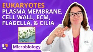 Eukaryotes: Plasma Membrane, Cell Wall, ECM, Flagella & Cilia - Microbiology Pre Nursing |@LevelUpRN