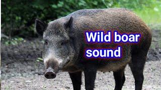 wild boar sounds | wild boar sound effect | wild boar call