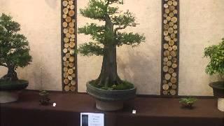 Colin Lewis critiques Triangle Bonsai Society display at 2012 Carolina Bonsai Expo