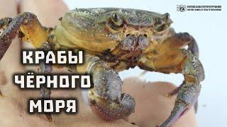 Крабы курортов Чёрного моря. Большой Сочи. Мраморный, иберийский. Крабовое ущелье. // Clever Cricket