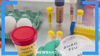 61 confirmed bird flu cases is leading to pandemic: Doctor | Morning in America