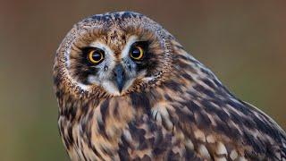 Moose, Redshank and Short-eared Owl - Photo Safari in Norway