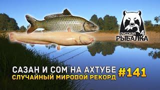 Сазан и Сом на Ахтубе. Случайный мировой рекорд - Русская Рыбалка 4 #141