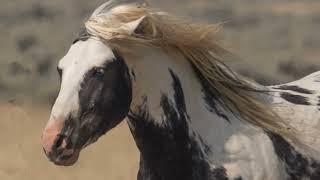 Tribute to Thor Wild Stallion of McCullough Peaks in Wyoming by Karen King