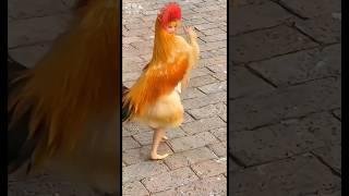 Cock To Girl 🫣 #funny #comedy #loltv