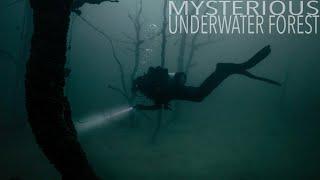 Scuba Diving in Mysterious Underwater Forest: Canyon Lake TX