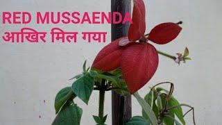 How to Grow & Care RED MUSSAENDA flowers