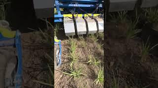 Artificial Intelligence Cultivator in Rice / Austria 2023