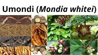 Mondia whitei (Umondi)