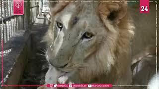 Online campaign to save "sick" lions at Sudan park