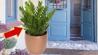 Wenn Sie diese Pflanze haben, stellen Sie sie sofort vor Ihre Haustür!