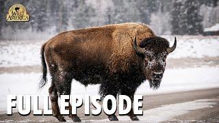 Wild America | S8 E10 'Wild Wyoming' | Wild America Animal Channel