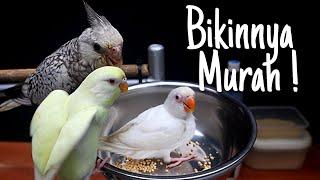 Cara Membuat Tangkringan Burung Lovebird Jinak