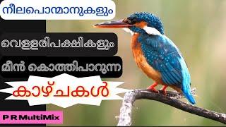 നീലപ്പൊന്മാനുകളും വെളളരിപക്ഷികളും മീൻകൊത്തിപ്പാറുന്ന കാഴ്ചകൾ: Kingfisher, Egrets fishing #prmultimix