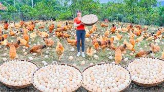 Use 3-wheeled Truck Harvesting A Lot Of Chicken Eggs Go To Countryside Market Sell | Free Bushcraft