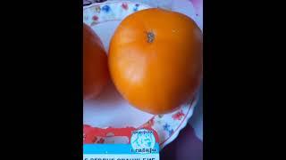 томат Бычье сердце Оранж Биг