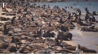 Hundreds of Sea Lions Take Over Monterey Beach in California