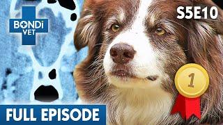 Champion Border Collie's Rare Brain Disease  | Bondi Vet Season 5 Ep 10 | Bondi Vet Full Episodes