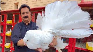 The World Biggest White Pigeon, Fancy Kabootar, Pigeon Colony in Your Home, Hsn Entertainment