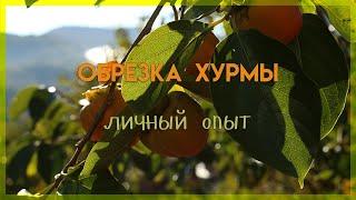 Обрезка хурмы, личный опыт