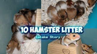 10 Hamster Litter Intake Story  | Munchie's Place