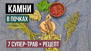 Мощные травы от камней в почках. Как дробят и лечат камни в народе