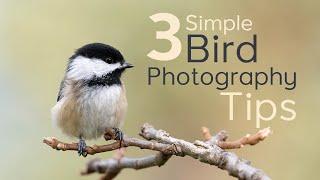 3 Simple Bird Photography Tips