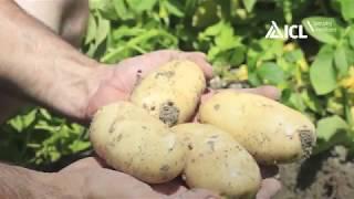 Agrocote Max Trial Results Controlled Release Fertilizers Potato