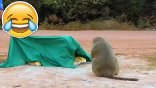 Fake Tiger Prank Monkey | Dog Prank By Fake Tiger