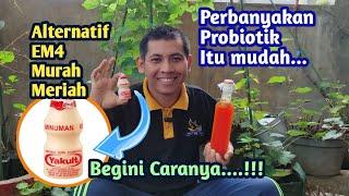 Cara Ekonomis Memperbanyak Probiotik Yakult untuk Pengganti EM4