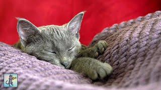 Adorable Sleepy Cats! ~ Cute Kittens & Relaxing Piano Music 