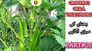 How to Grow Okra/Bhindi from seeds at home | Best and Easy method| Grow Organic Summer vegetables|