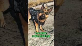 Which Companions Dislike Dogmeat in Fallout 4?