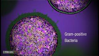 Penicillin and Antibiotic Resistance (from PDB-101)