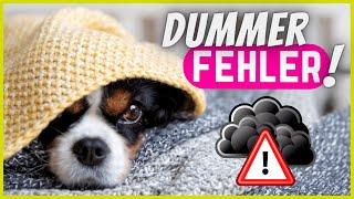 5 dumme Fehler im täglichen Umgang mit deinem Hund