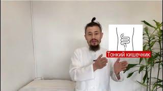 Тонкий кишечник/китайская медицина #акупунктура