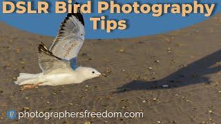 DSLR Bird Photography Tips - Bird Photography Tips For Beginners With Photographer's Freedom