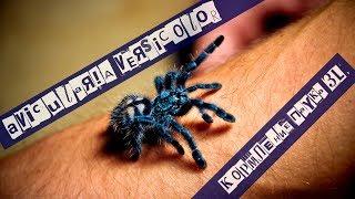 Avicularia Versicolor - кормление паука 3-й. линьки