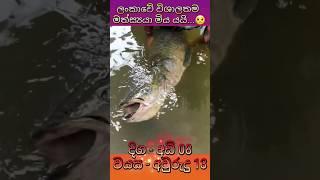 ලංකාවේ විශාලතම මත්ස්‍යයා මිය යයි... #srilanaktodaynews #biggestfish #record #fish #arapaima