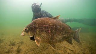 Spearfishing FRESHWATER Texas LAKE with MULLETMAN! Catch Clean Cook Freshwater Drum & Buffalo