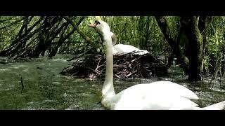 Mute swans greeting each other at nest