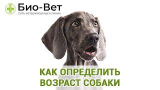 Как Определить Возраст Собаки & Почему Важно Знать Возраст Собаки. Ветклиника Био-Вет