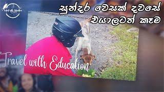 වෙසක් එකට එයාලටත් කෑම | Meal for Street Doggies | Vesak Celebration | දන්සැල