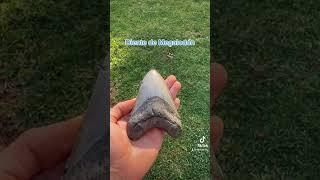 Fósiles favorito  descubrir piezas como dientes de megalodon, dinosaurio, amonites y mas