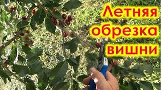 Летняя обрезка вишни