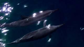 Горбатые киты. Из огня в лёд / Humpbacks. From Fire to Ice