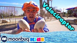 BLIPPI Visits Dinosaur Exhibit to Learn About Eggs and Fossils! | ABC 123 Moonbug Kids Fun Learning