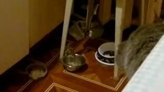 Мышь ворует еду у кошки
