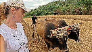 ASÍ ES LA DESCONOCIDA VIDA RURAL EN CUBA, ¡INEXPLICABLE! 