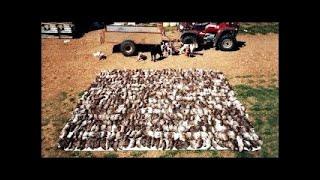 Severn Valley Ratters| 425 Rats Killed | A Weekend Ratting At The Chicken Farm|